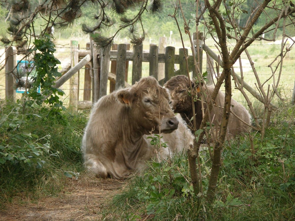 Galloway cattle on the sandy ground of the nature reserve